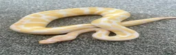 Python Snake reptiles for sale: Albino Ball Python - 66% het pied royal python - Advert 3