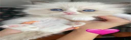 Ragdoll cats for sale: Bicolour ragdoll kittens - Advert 1