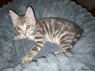 Bengal cats Last stunning Blue pure bengal kitten available! - Advert 2