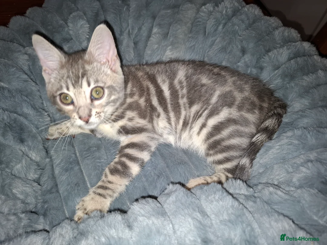 Bengal cats for sale: Stunning Blue pure bengal kittens - Advert 4