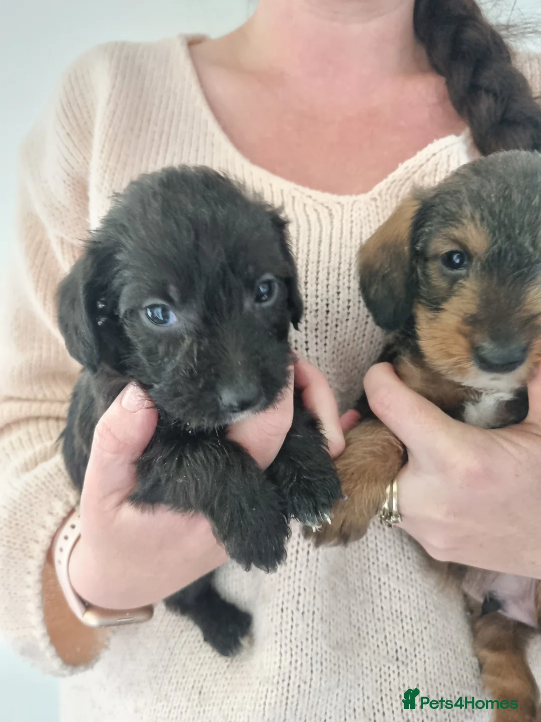 Doxiepoo dogs for sale: Doxiepoo males  - Advert 1
