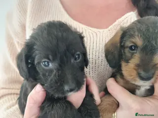 Doxiepoo dogs Doxiepoo males - Advert 3