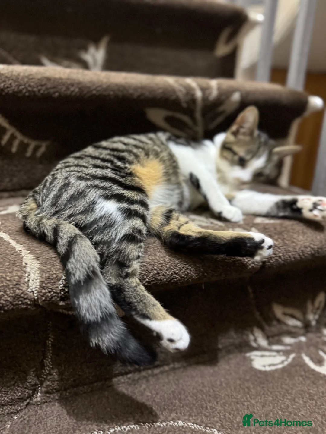 British Shorthair cats for sale: CUTE KITTENS FOR SALE - Advert 8