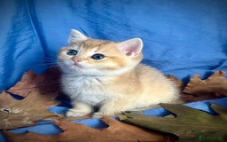 British Shorthair cats for sale: British Shorthair Golden kitten GCCF - Image 30