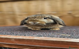Dutch rabbits for sale: 2 Dutch & 2 Mini Lops  - Image 2