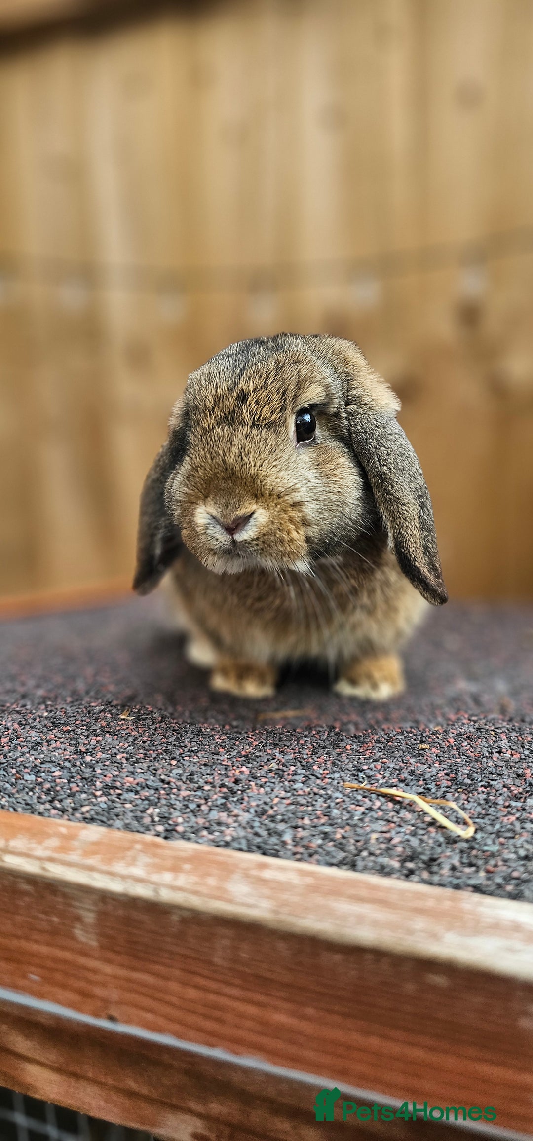 Dutch rabbits for sale: 2 Dutch & 2 Mini Lops  - Image 2