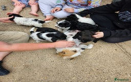 Jackapoo dogs for sale: Jackapoo puppies x7 - Image 1