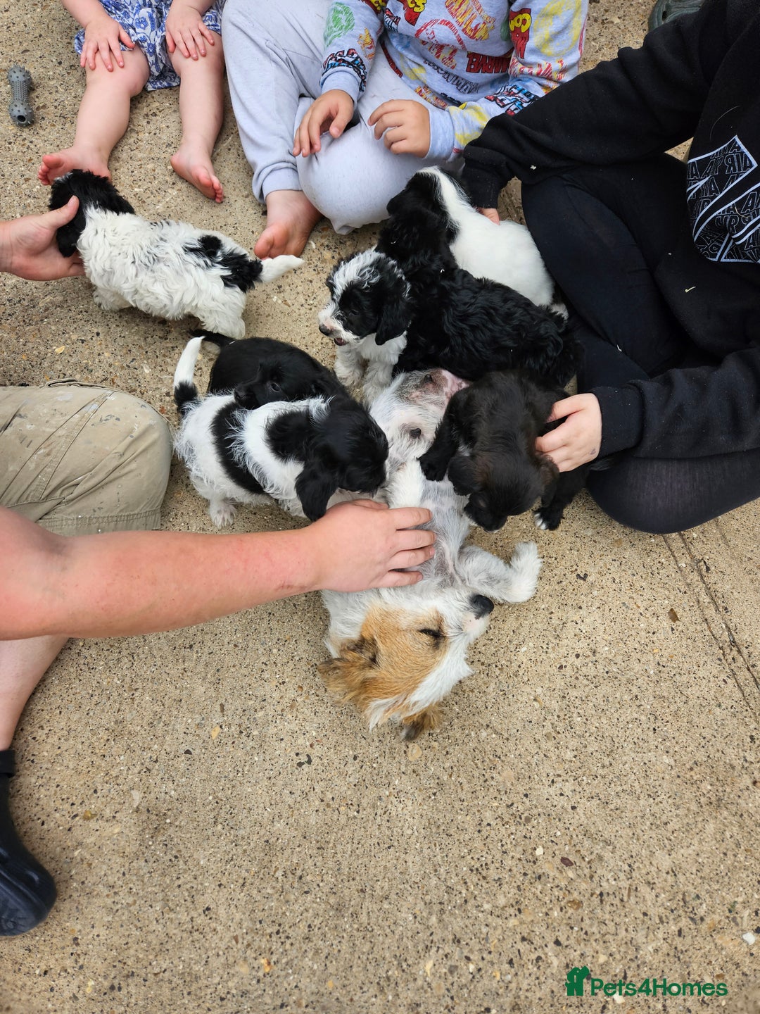 Jackapoo dogs for sale: Jackapoo puppies x7 - Image 1