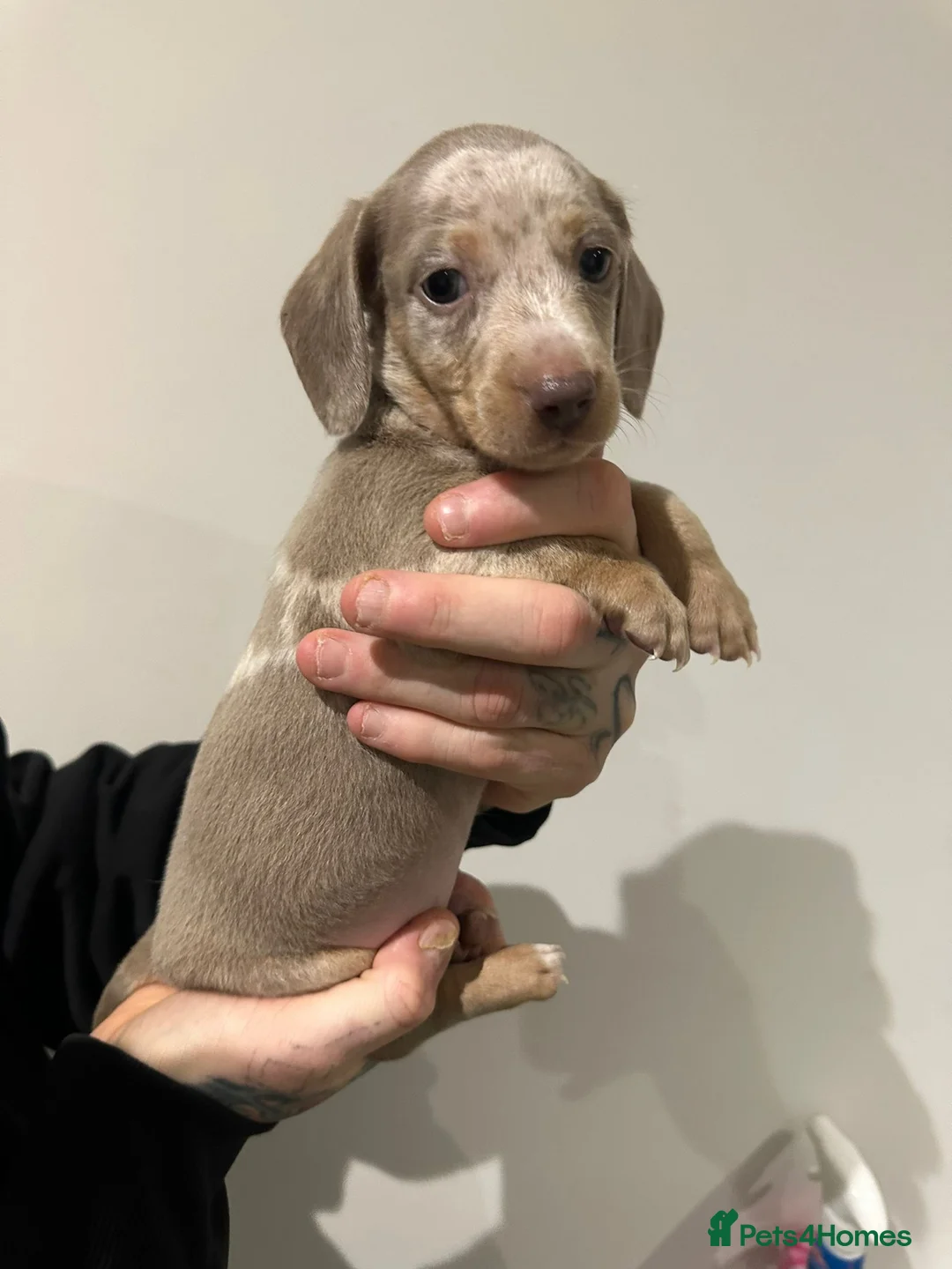 Miniature Dachshund dogs for sale: Mini dachshunds - Advert 13