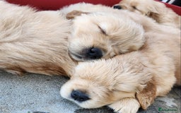 Golden Retriever dogs for sale: Golden Retriever Pups for Sale will be Ready Soon - Image 15
