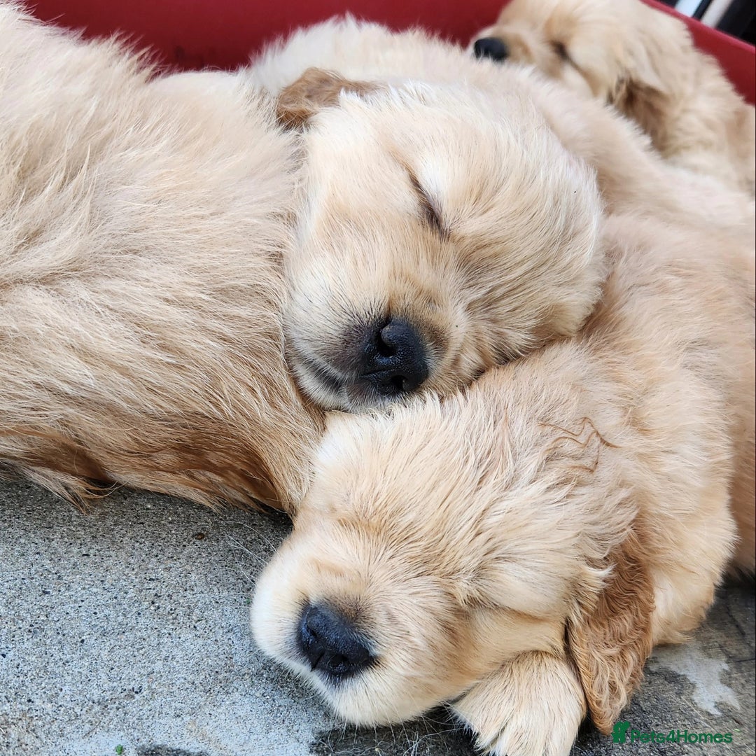 Golden Retriever dogs for sale: Golden Retriever Pups for Sale will be Ready Soon - Image 15