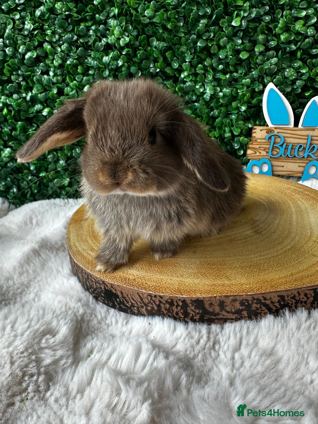 Mini Lop rabbits for sale: Mini Lops Rabbits Ready to leave 9.06.26 - Advert 2