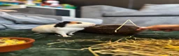 Guinea Pig rodents for sale: 2x Female Guinea pigs in Chester - Advert 3