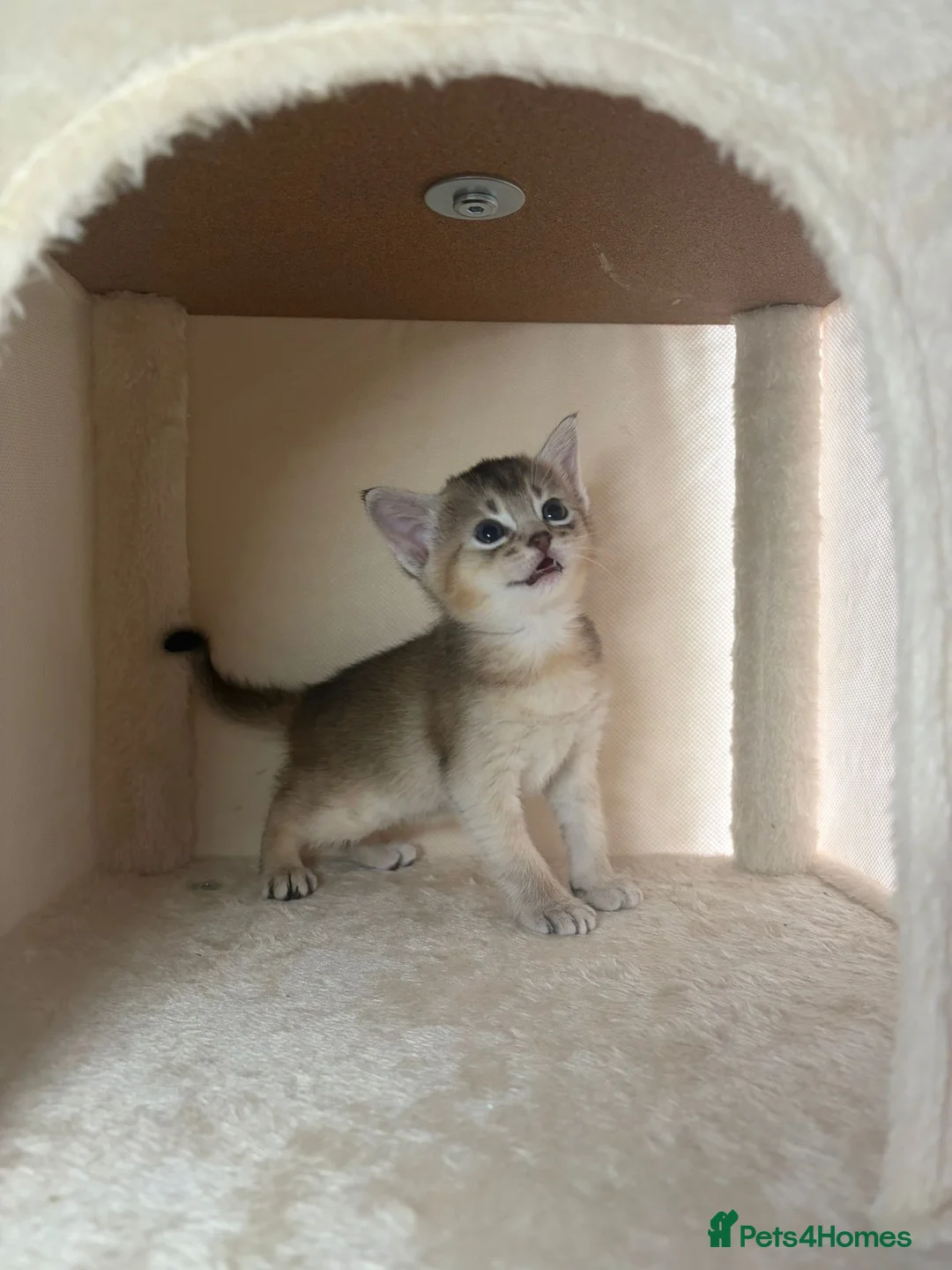 Abyssinian cats for sale: GCCF - Silver Abyssinian kittens - Home raised - Advert 6