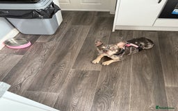 French Bulldog dogs for sale: 🌸Tri Merle Girl French Bulldog🩷 - Image 15