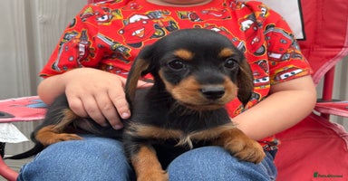 Mixed Breed dogs - Advert 13