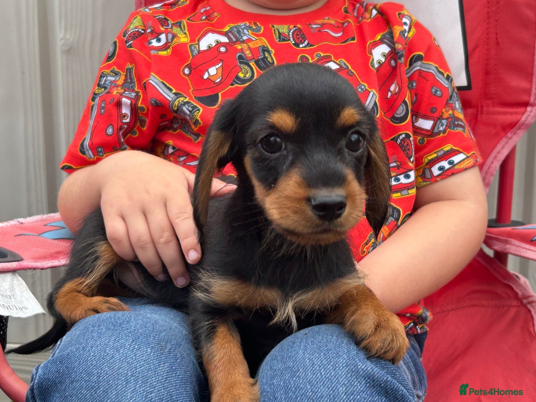 Mixed Breed dogs for sale: Dorkie puppies - Image 2