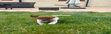 Jack Russell 5