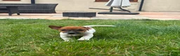 Jack Russell dogs for sale: 5 male Jack Russell puppies ready to go - Advert 30