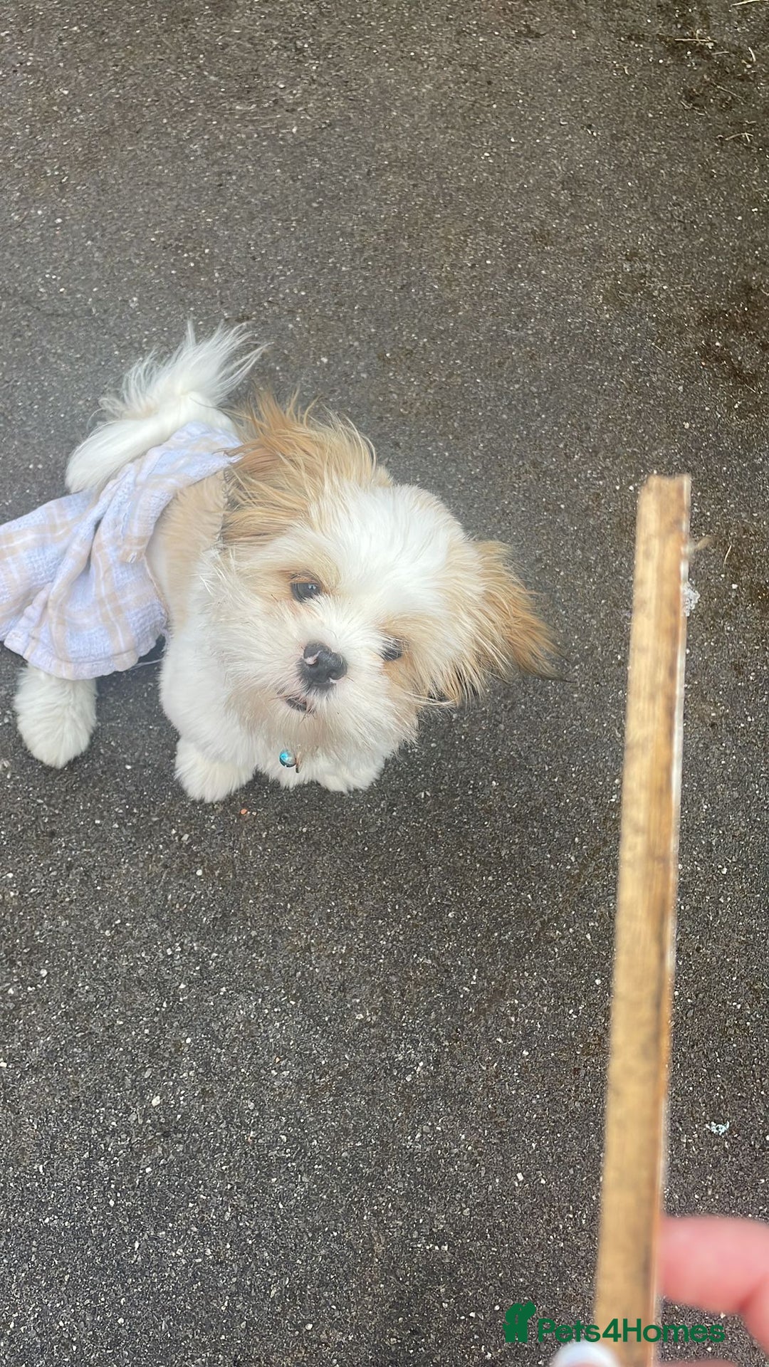 Lhasa Apso dogs for sale: Male Lhasa apso - Image 6