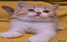 British Shorthair cats for sale: Pedigree, British Shorthair, TICA reg kittens - Image 5