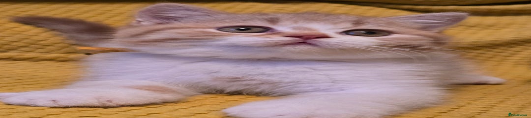 Cinnamon tabby and white male