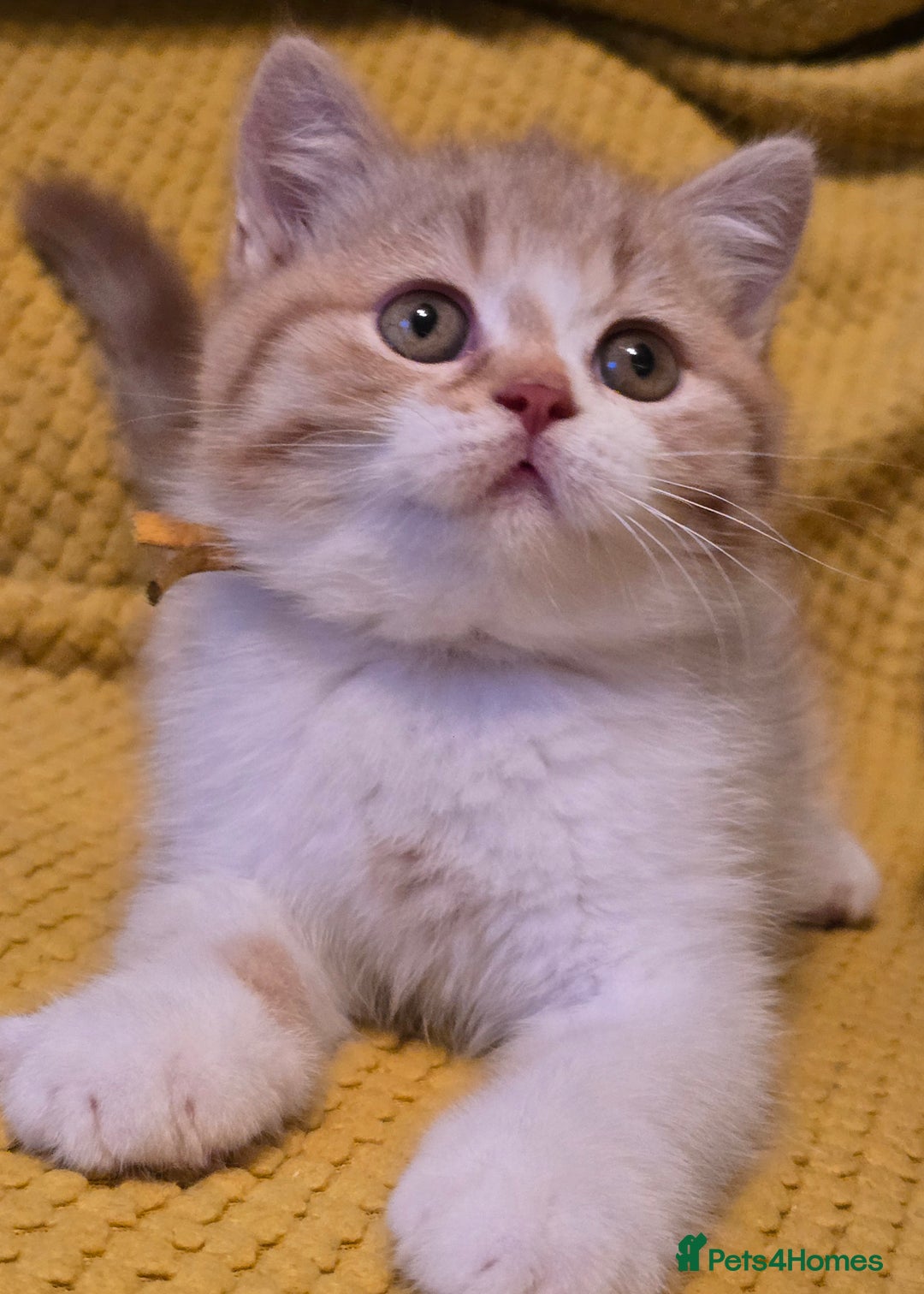 British Shorthair cats for sale: Pedigree, British Shorthair, TICA reg kittens - Image 5