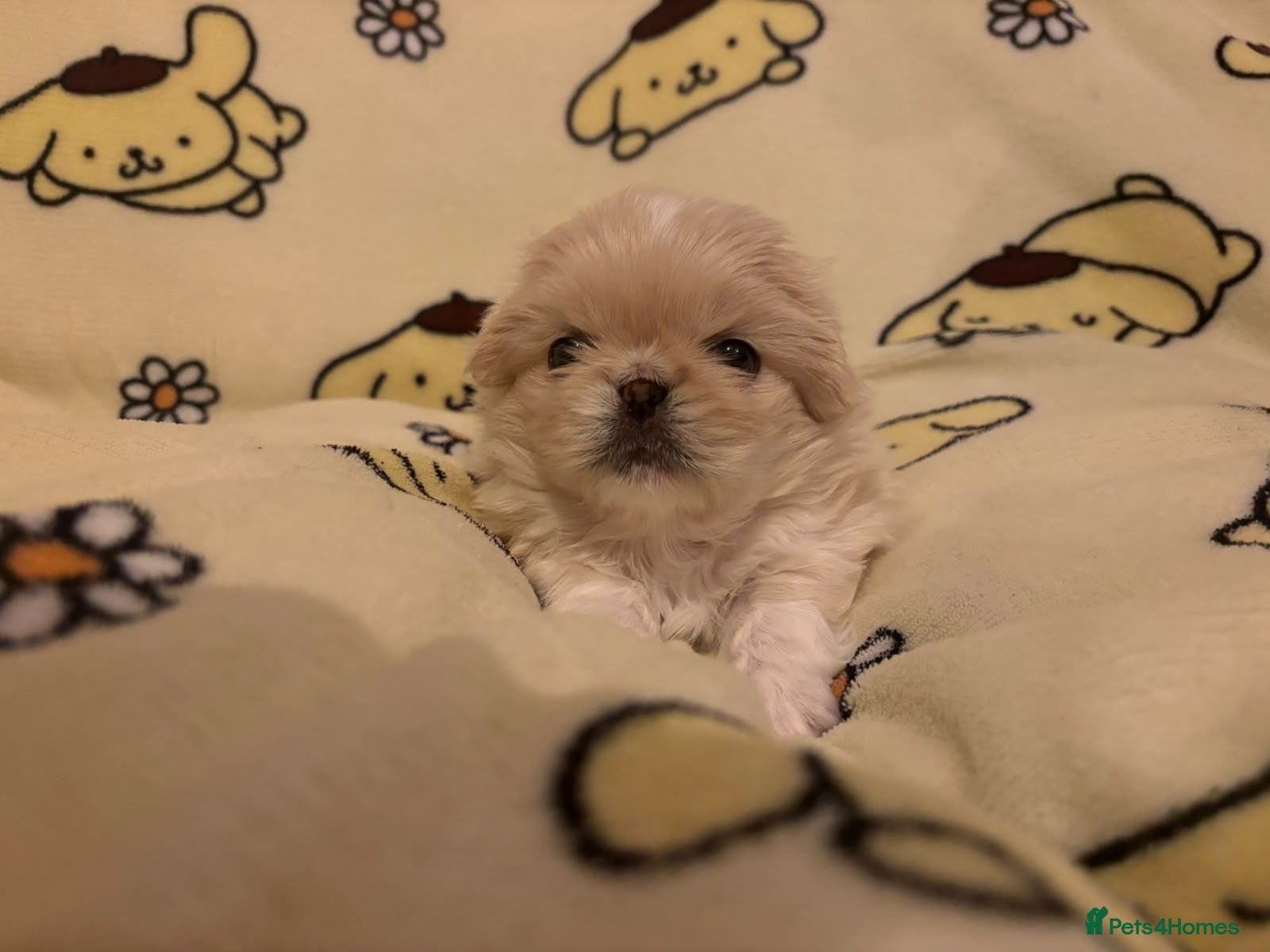 Pekingese dogs for sale: Stunning pekingese puppies  - Advert 4
