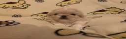 Pekingese dogs for sale: Stunning pekingese puppies  in Lutterworth - Advert 1
