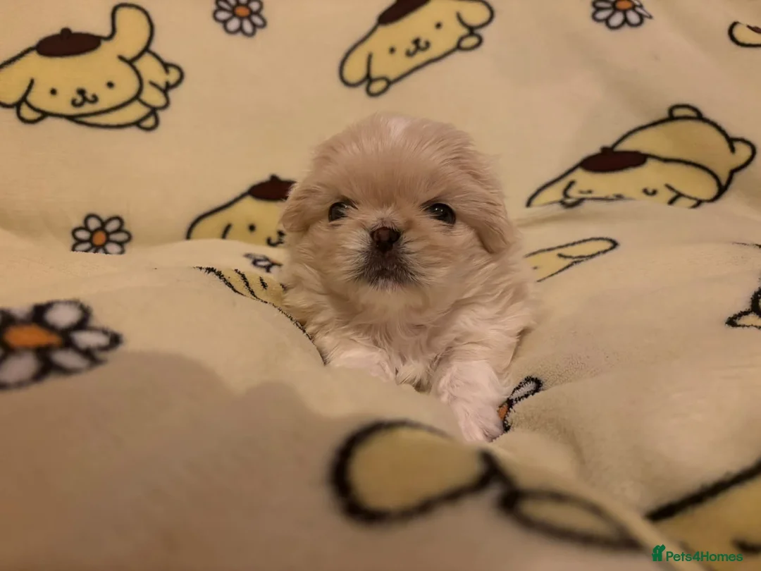 Pekingese dogs for sale: Stunning pekingese puppies  in Lutterworth - Advert 1