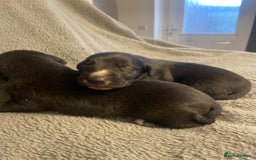 Mixed Breed dogs for sale: Beddlington whippet puppies  - Advert 17