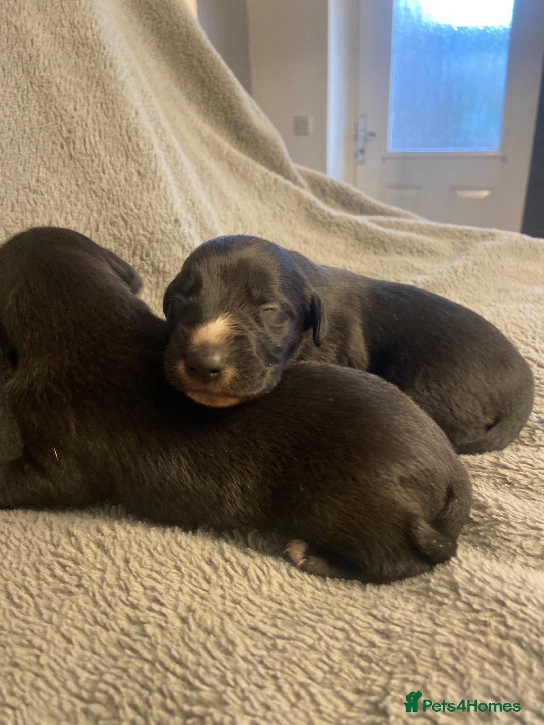 Mixed Breed dogs for sale: Beddlington whippet puppies  - Advert 17