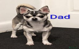 Chihuahua dogs for sale: Beautiful Chihuahua puppies  - Image 8