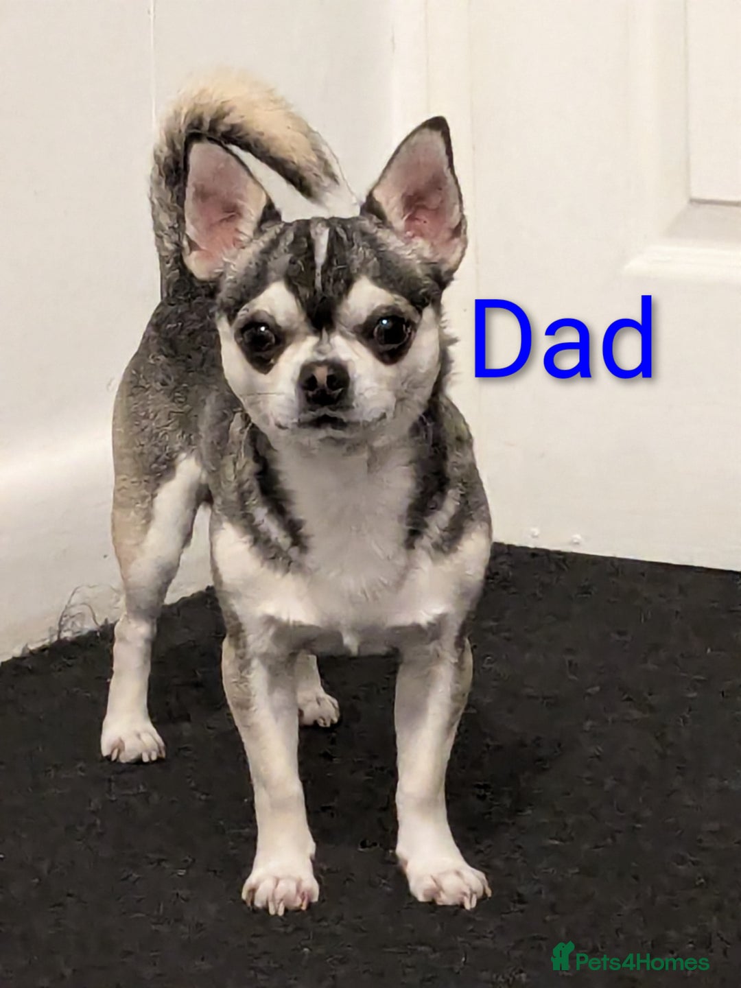 Chihuahua dogs for sale: Beautiful Chihuahua puppies  - Image 8