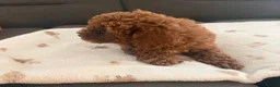 Toy Poodle dogs for sale: Toy poodle x Asian toy poodle  in London - Advert 9