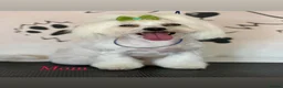 Maltese dogs for sale: Beautiful full breed Maltese puppies in Walsall - Advert 6