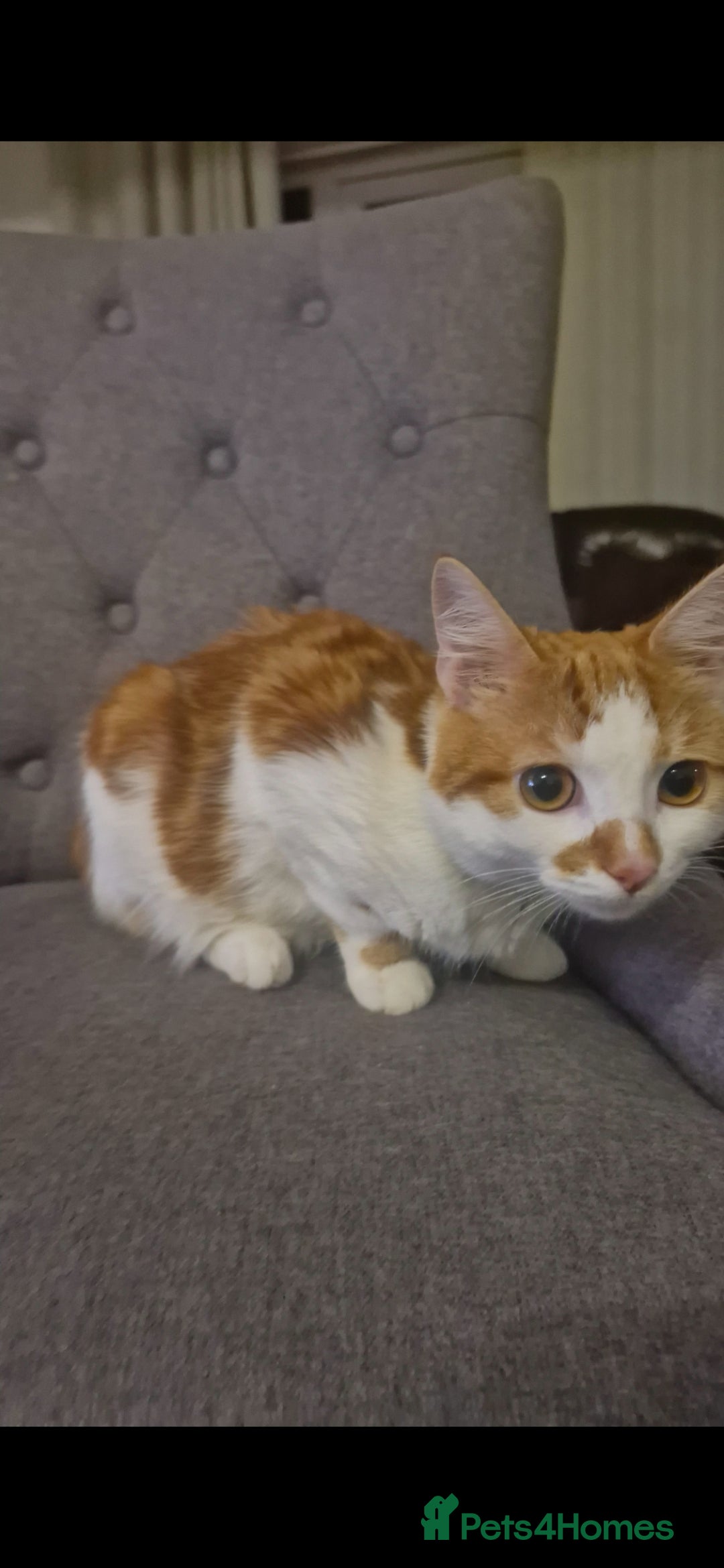 American Shorthair cats for sale: Simba - Advert 2