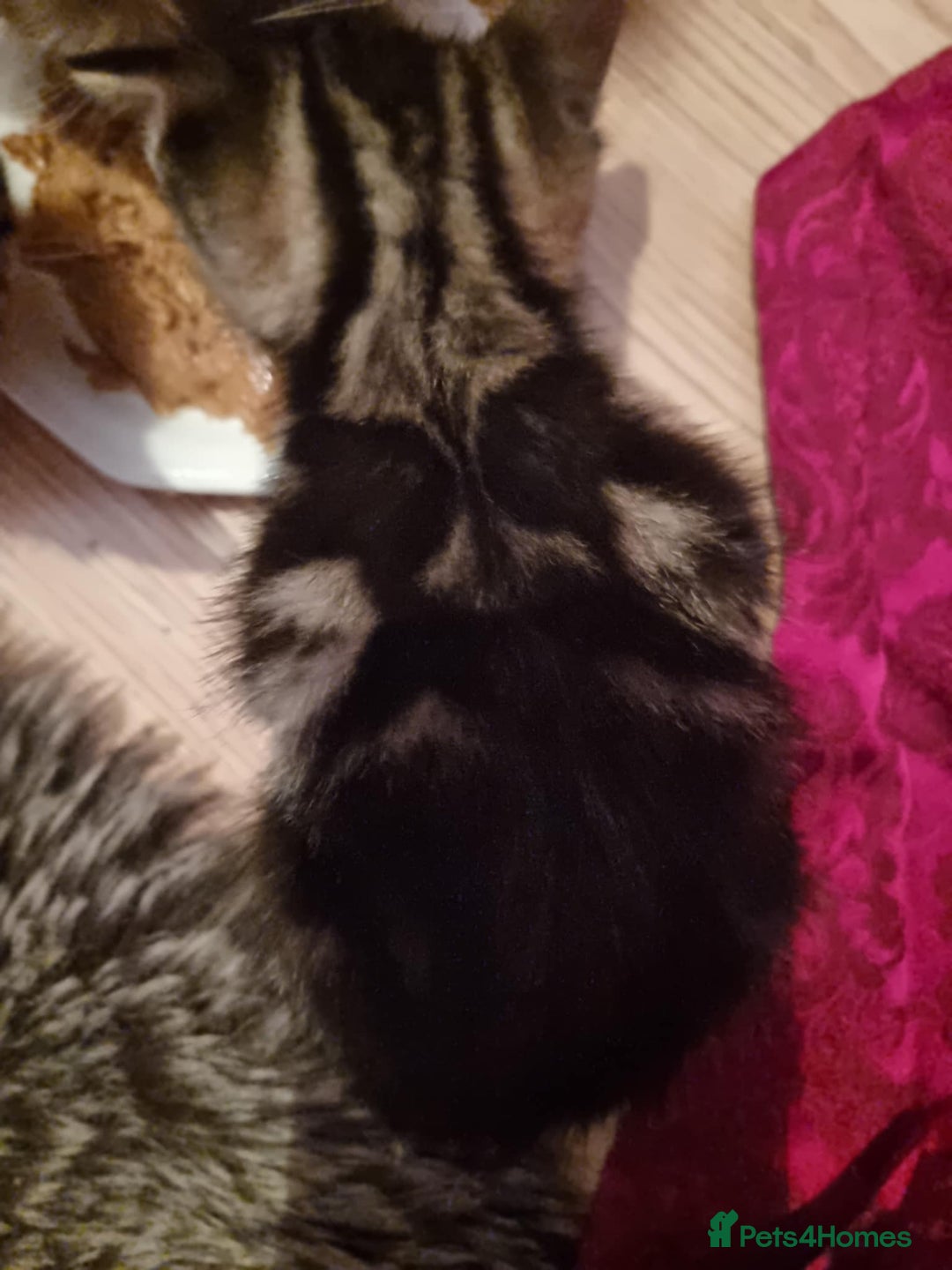 Mixed Breed cats for sale: kittens - Image 18