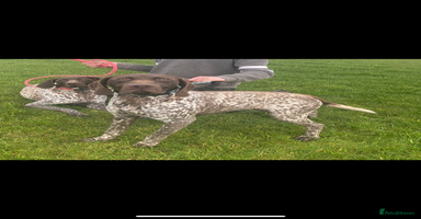 German Shorthaired Pointer dogs German Shorthaired Pointer KC puppies 🐶  - Advert 2