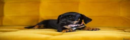 Jackshund dogs for sale: Daxijax/Jackshund/Dachshund/Jack - READY TO GO - Advert 14