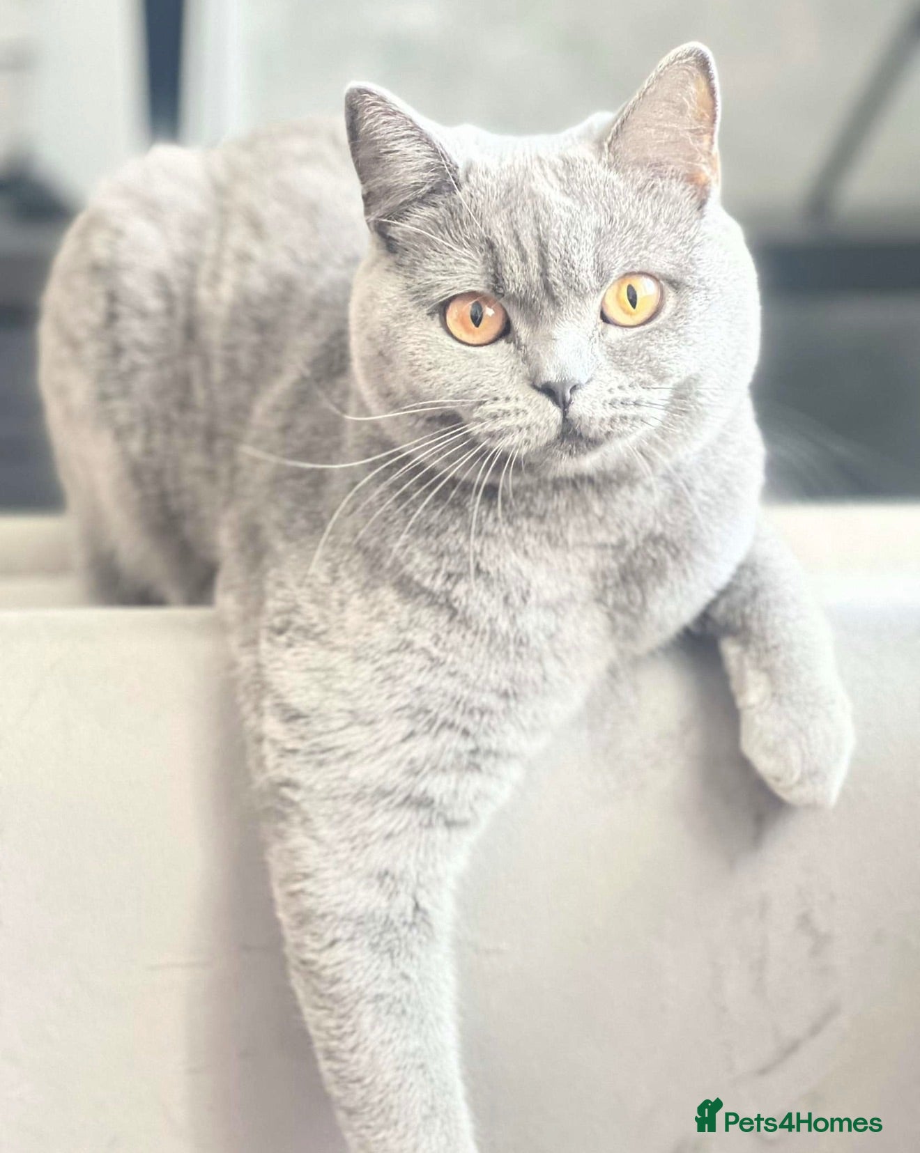 British Shorthair cats British short hair - Advert 1