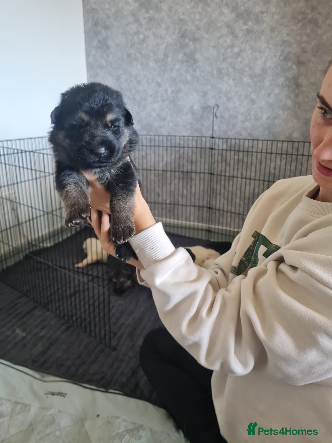 German Shepherd dogs for sale: German shepherd puppies  - Image 11