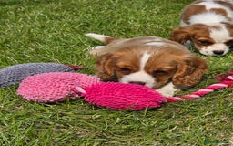 Cavalier King Charles Spaniel dogs for sale: Cavalier King Charles Puppies  - Image 12