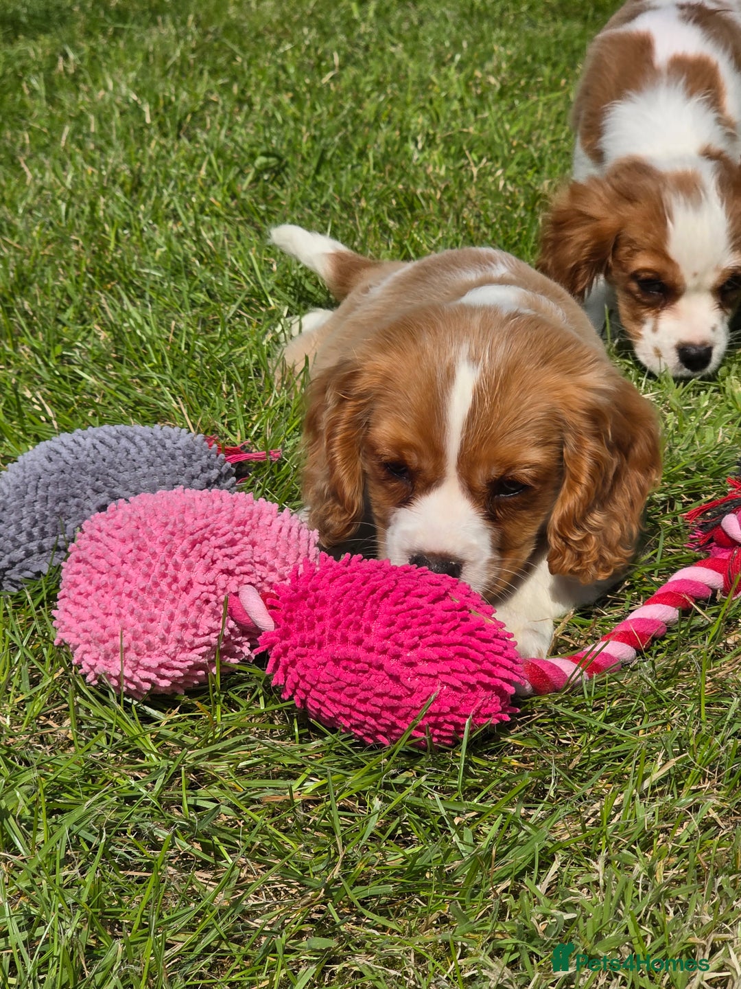 Cavalier King Charles Spaniel dogs for sale: Cavalier King Charles Puppies  - Image 12