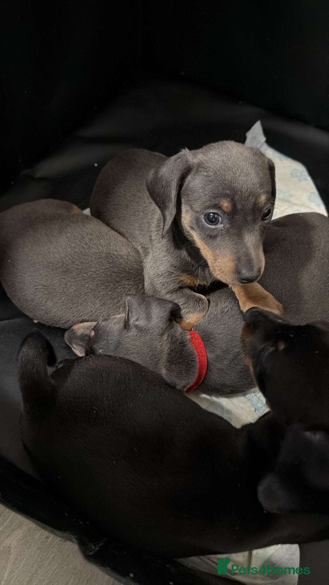 Miniature Dachshund dogs 3 miniature daschund puppies girls - Advert 13