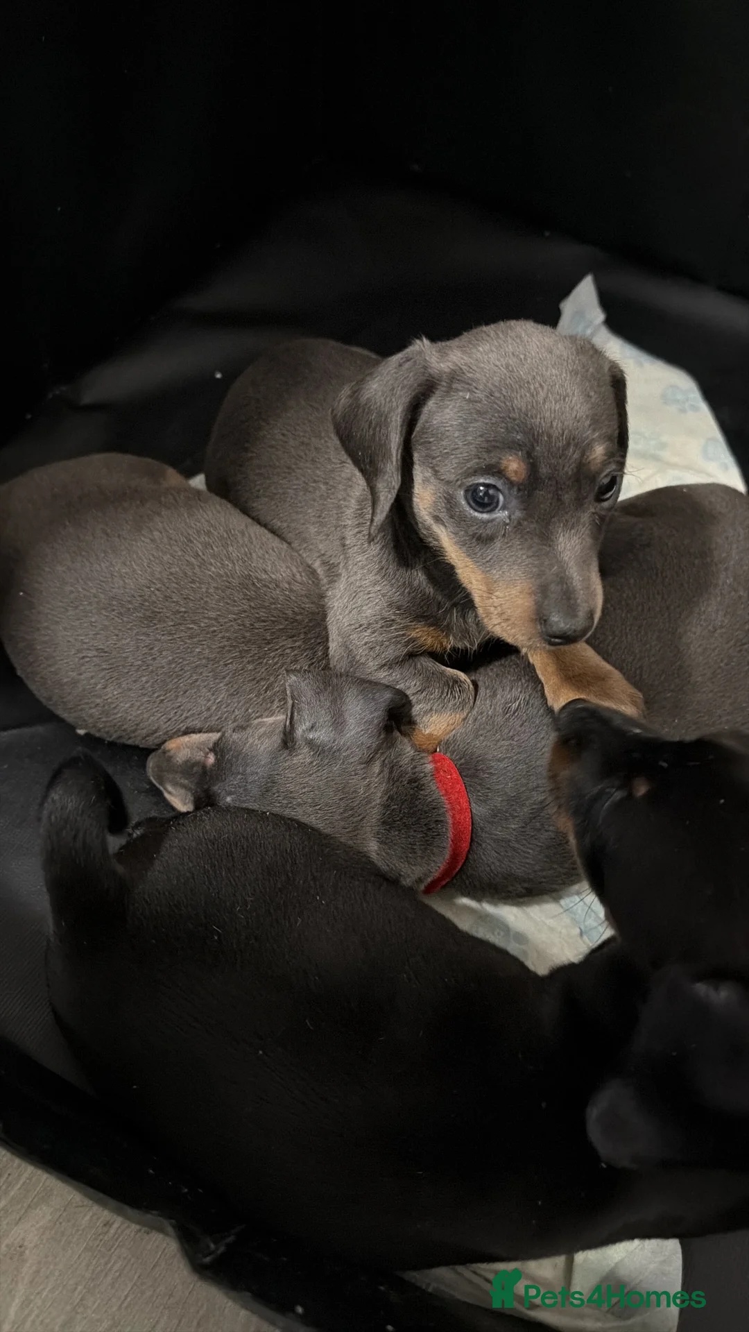 Miniature Dachshund dogs for sale: 3 miniature daschund puppies girls - Advert 1