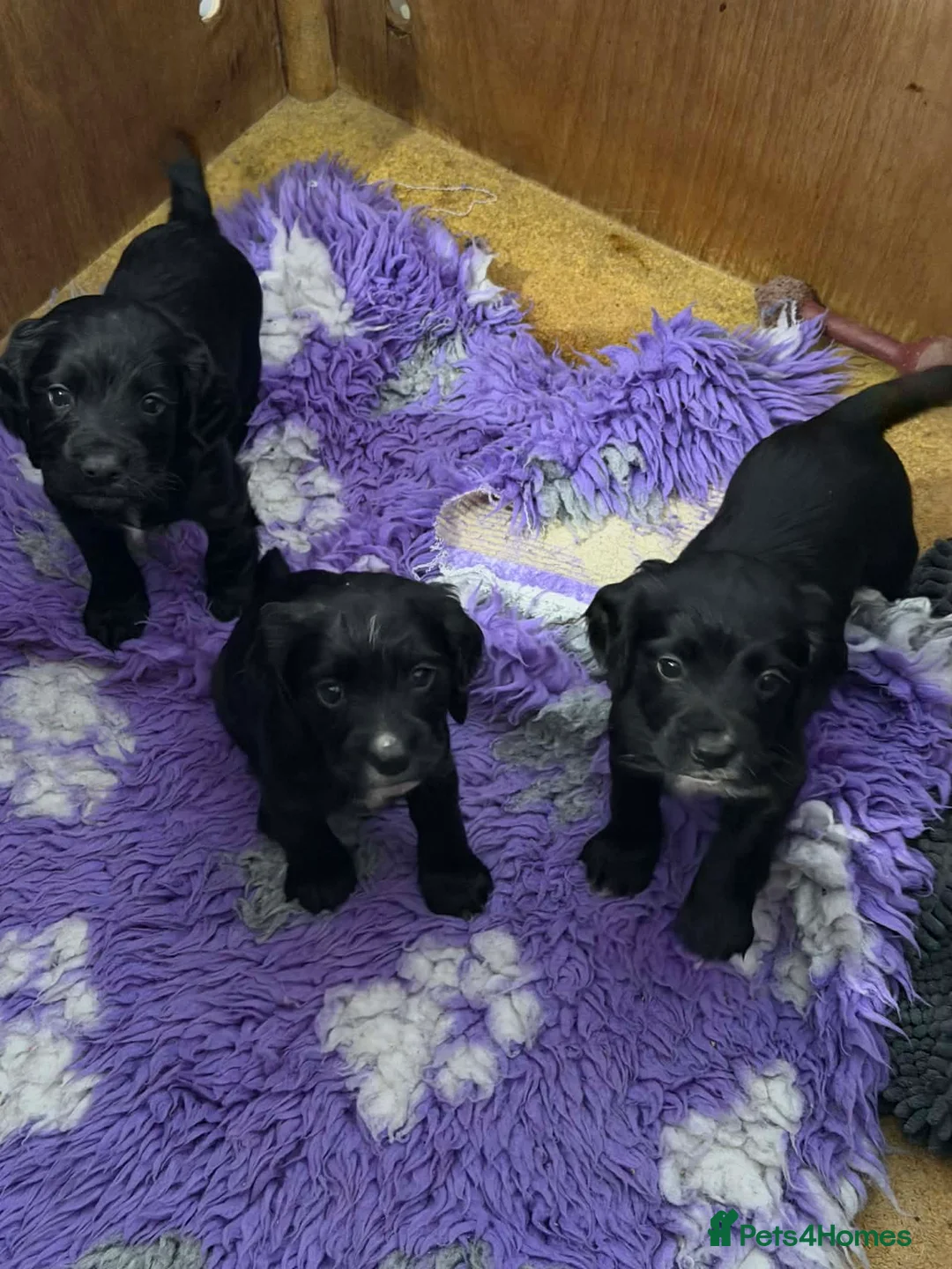 Cocker Spaniel dogs for sale: Cocker spaniel puppies  - Advert 14