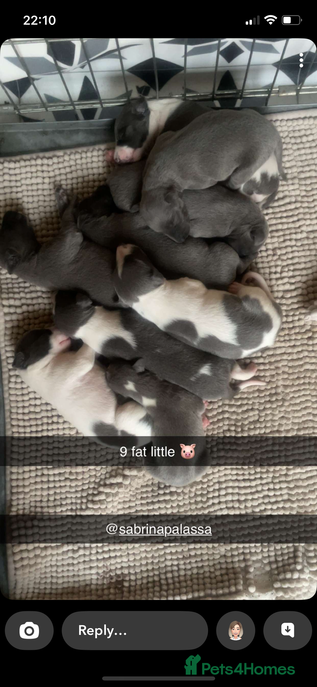 Whippet dogs for sale: ⭐️ Beautifully bred whippet pups ⭐️ - Image 21