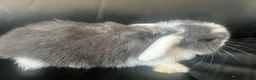 Mini Lop rabbits for sale: Pure breed mini lops - Advert 8