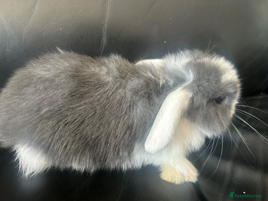 Mini Lop rabbits for sale: Pure breed mini lops - Advert 8